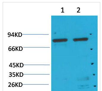 GRP78/Bip Monoclonal Antibody