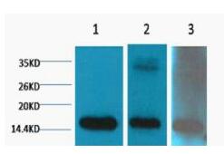 Histone H3 (Di Methyl Lys79) Monoclonal Antibody(3G6)