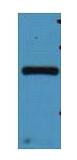mStrawberry Polyclonal Antibody