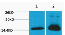 Histone H4 (Di Methyl Lys79) Polyclonal Antibody