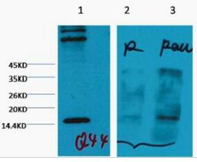 Histone H3 (Tri Methyl Lys4) Monoclonal Antibody(2E11)