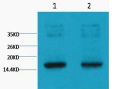 Histone H3 (Tri Methyl Lys9) Monoclonal Antibody(4H8)