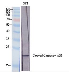 Cleaved-Caspase-4 p20 (Q81) Polyclonal Antibody