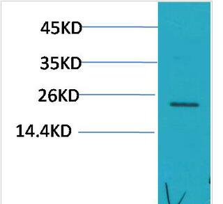 Crystallin-αC Polyclonal Antibody