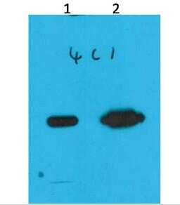 Nano-Tag9 Monoclonal Antibody