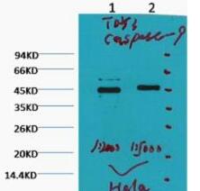 Caspase 9 Monoclonal Antibody