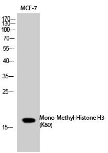 Histone H3 (Mono-Methyl-Lys80) Polyclonal Antibody