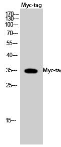 Myc-tag Polyclonal Antibody