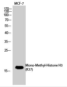 Histone H3 (Mono-Methyl-Lys37) Polyclonal Antibody