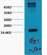 Histone H3 (Tri Methyl Lys79) Monoclonal Antibody(1B7)