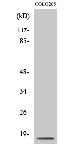 Cleaved-Caspase-3 p17 (D175) Polyclonal Antibody