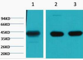 α skeletal muscle actin Monoclonal Antibody