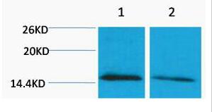 Histone H4 (Mono Methyl Lys79) Polyclonal Antibody