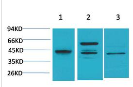 Caspase-8 Polyclonal Antibody