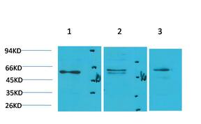 PPAR-γ Polyclonal Antibody