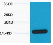 Histone H3 Polyclonal Antibody
