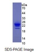 Eukaryotic Interferon Alpha (IFNa)