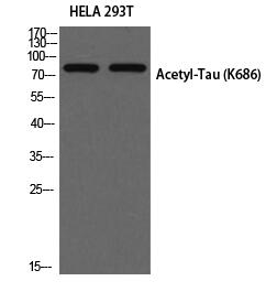 Tau (Acetyl Lys686) Polyclonal Antibody