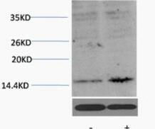 Histone H3 (Acetyl Lys27) Polyclonal Antibody