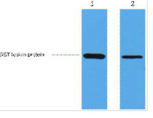 GST-Tag Polyclonal Antibody