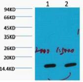 COX IV Monoclonal Antibody