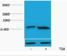 Histone H3 (Acetyl Lys56) Polyclonal Antibody