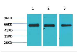 AMPKα1 Polyclonal Antibody