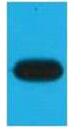 mOrange Monoclonal Antibody