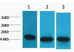 Histone H3 (Di Methyl Lys36) Monoclonal Antibody(1E6)