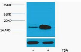 Histone H2A (Acetyl Lys5) Polyclonal Antibody