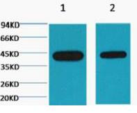 Plant actin Monoclonal Antibody