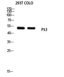 p53 (Mono-Methyl-Lys370) Polyclonal Antibody