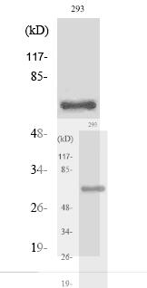 Cleaved-ITI-H2 (D702) Polyclonal Antibody