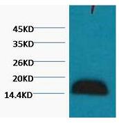 Histone H3 Monoclonal Antibody