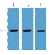 MBP-Tag Monoclonal Antibody