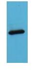 AmCyan Polyclonal Antibody