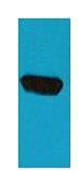 BFP Polyclonal Antibody