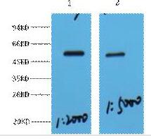MeCP2 Polyclonal Antibody