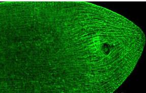Myosin Heavy Chain Monoclonal Antibody
