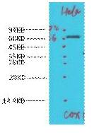 COX1 Polyclonal Antibody