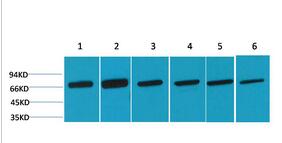 HSC 70 Polyclonal Antibody