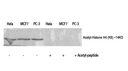 Histone H4 (Acetyl Lys8) Polyclonal Antibody