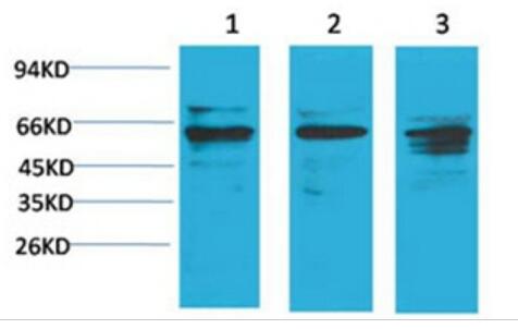 Akt1 Polyclonal Antibody
