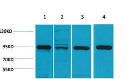 HSP90A Polyclonal Antibody