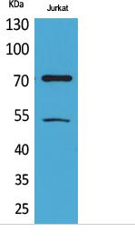 Ku-70 (Acetyl Lys539) Polyclonal Antibody