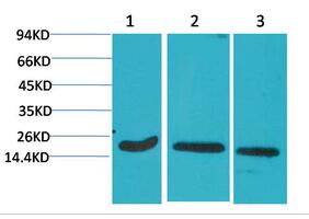 Active Caspase-3 Monoclonal Antibody