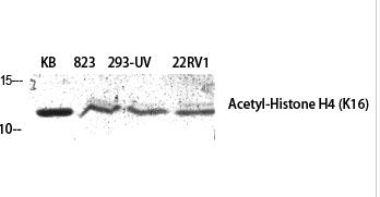 Histone H4 (Acetyl Lys16) Polyclonal Antibody