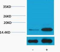Histone H3 (Phospho Tyr41) Polyclonal Antibody