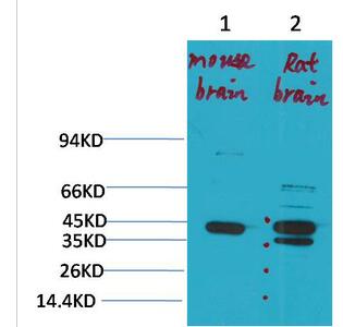 KCNK9 (TASK-3) Polyclonal Antibody