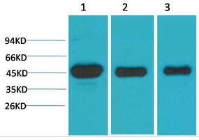 MEK-1 Polyclonal Antibody